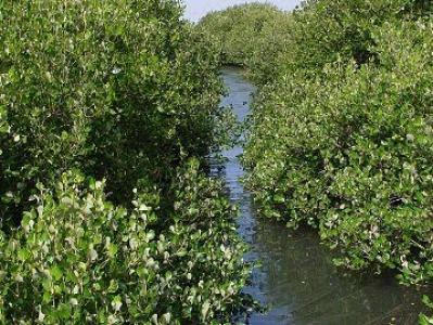  Melestarikan Mangrove untuk Gaya Hidup Berbuah Penghargaan